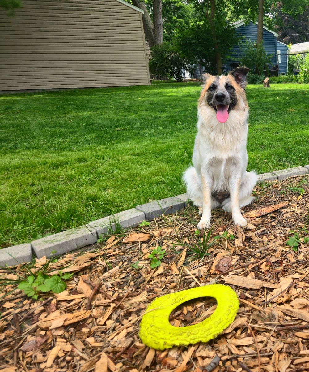 A happy dog in a clean, freshly cleared Oakland County backyard after weekly dog-waste pickup.