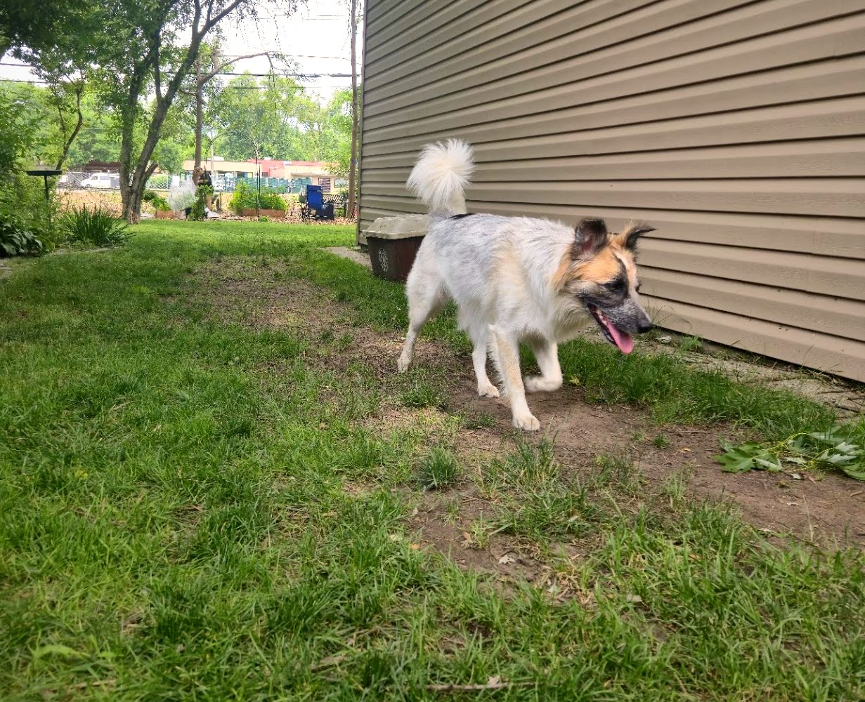 A clean, freshly cleared Oakland County backyard after weekly dog-waste pickup.