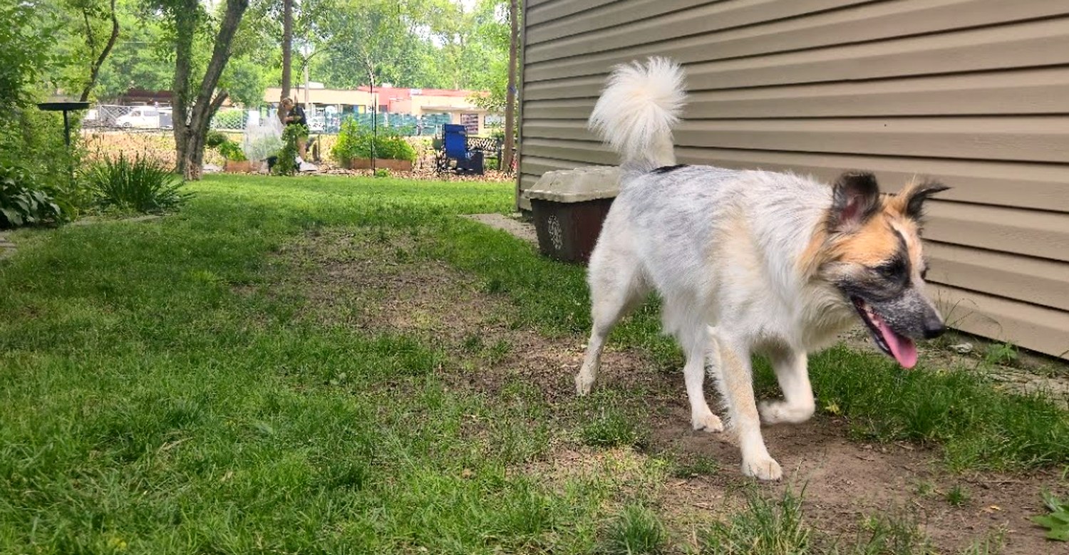 A dog in a clean, freshly cleared Oakland County backyard after weekly dog-waste pickup.