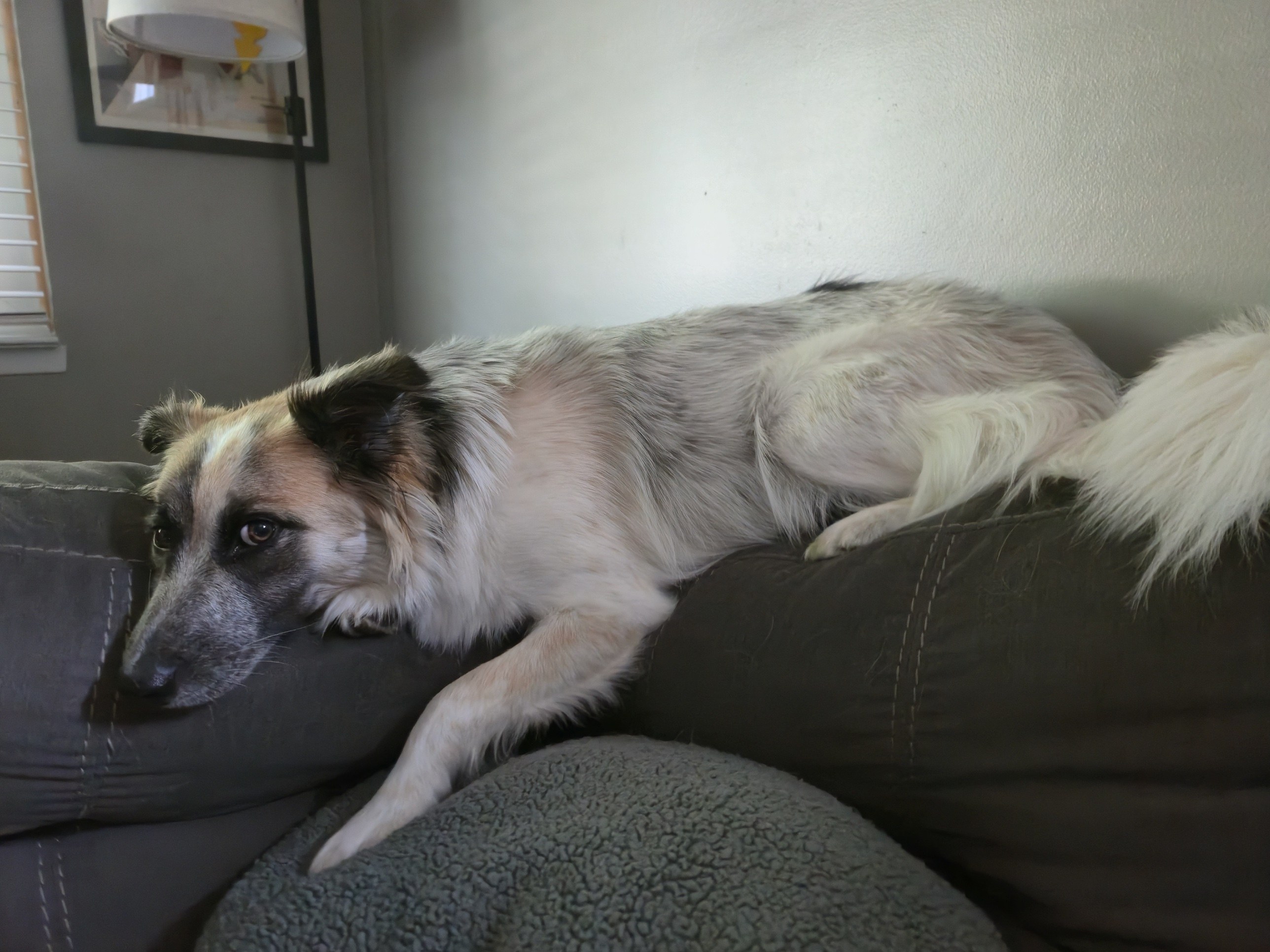 Nellie, a white, tan and grey dog, lying on the back of a grey couch.