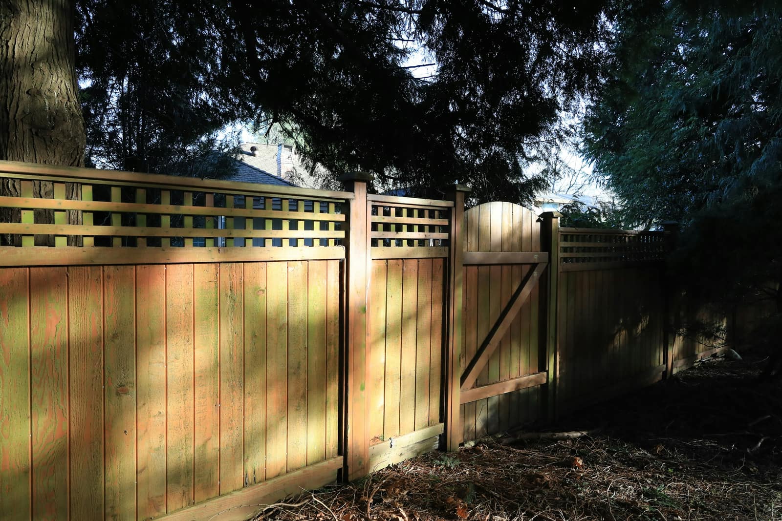 A closed wooden backyard gate and fence with lattice top, in late sunlight under evergreen trees.