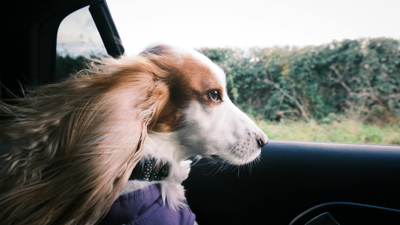 A brown and white long-eared dog in the passenger seat of a car, looking out the side window with its fur blowing back.