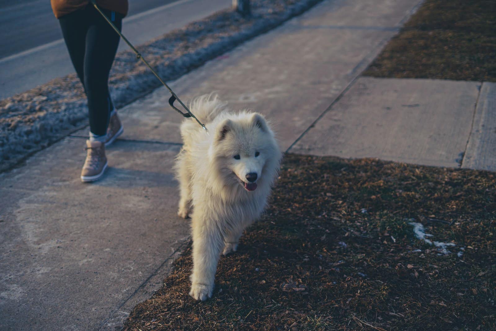 A fluffy white dog on a leash walking along a concrete sidewalk beside a grass strip in low light.