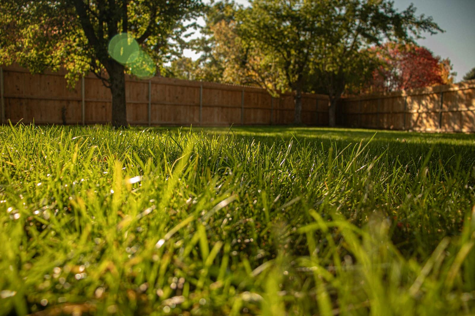 A low view across a green backyard lawn to a tall wooden privacy fence closing in the corner, with trees behind it.
