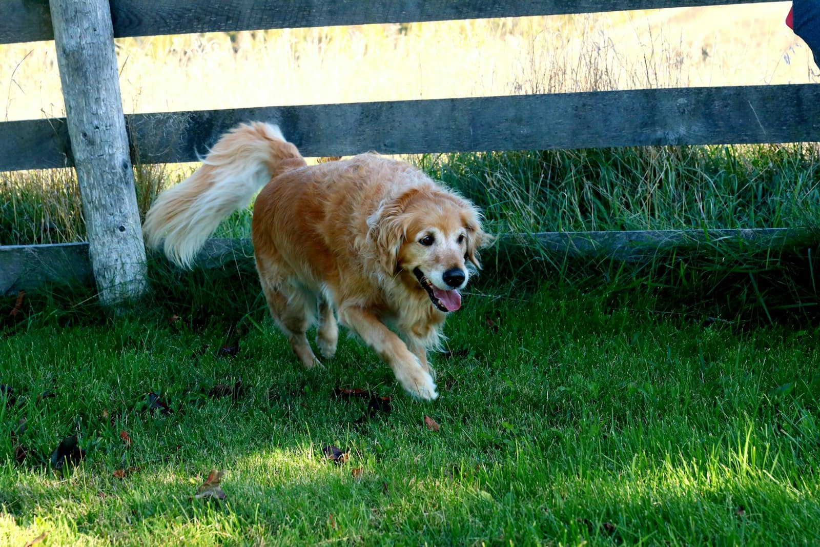 A golden retriever trotting across grass beside a wooden rail fence with tall grass behind it.