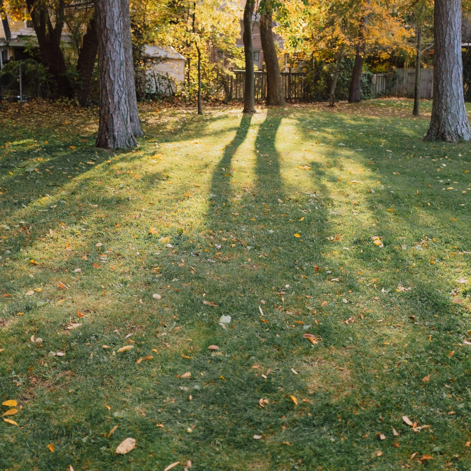 Late sunlight and long tree shadows across a clear grass lawn with a few fallen leaves, with fences and houses behind the trees.