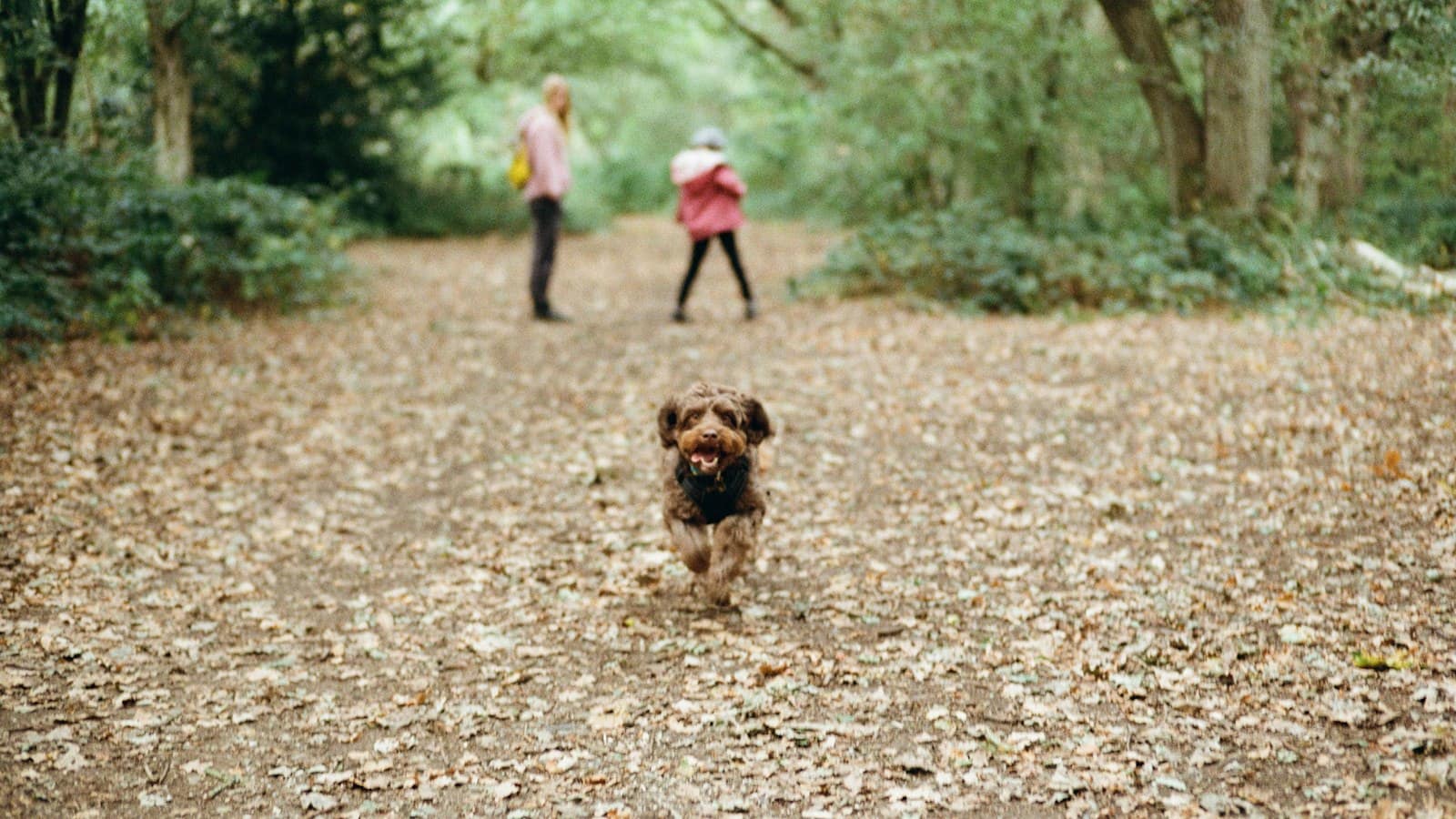 A small brown dog running along a leaf-covered dirt path through a park woodland, two people in the distance.