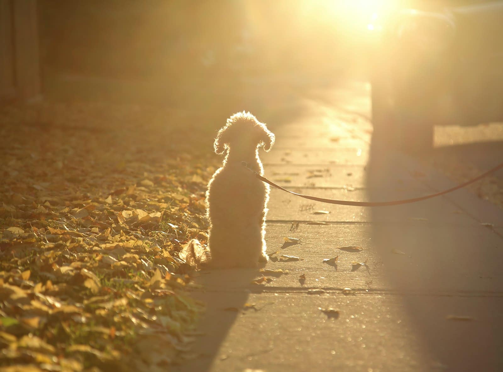 A small dog on a leash sitting on a sidewalk covered in fallen leaves, backlit by low golden sun.