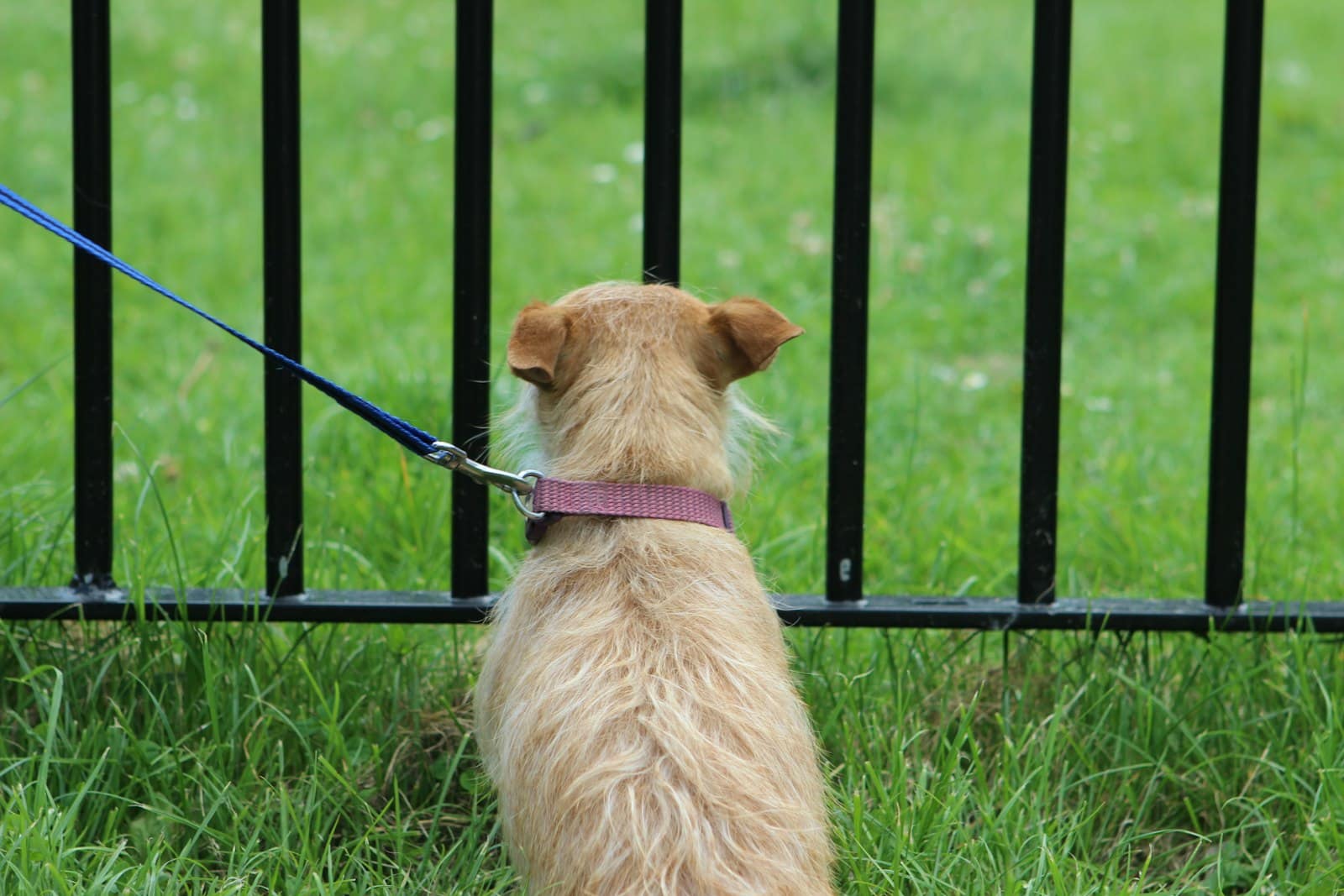 A shaggy tan dog on a blue leash sitting on green grass, seen from behind, beside a black metal fence.