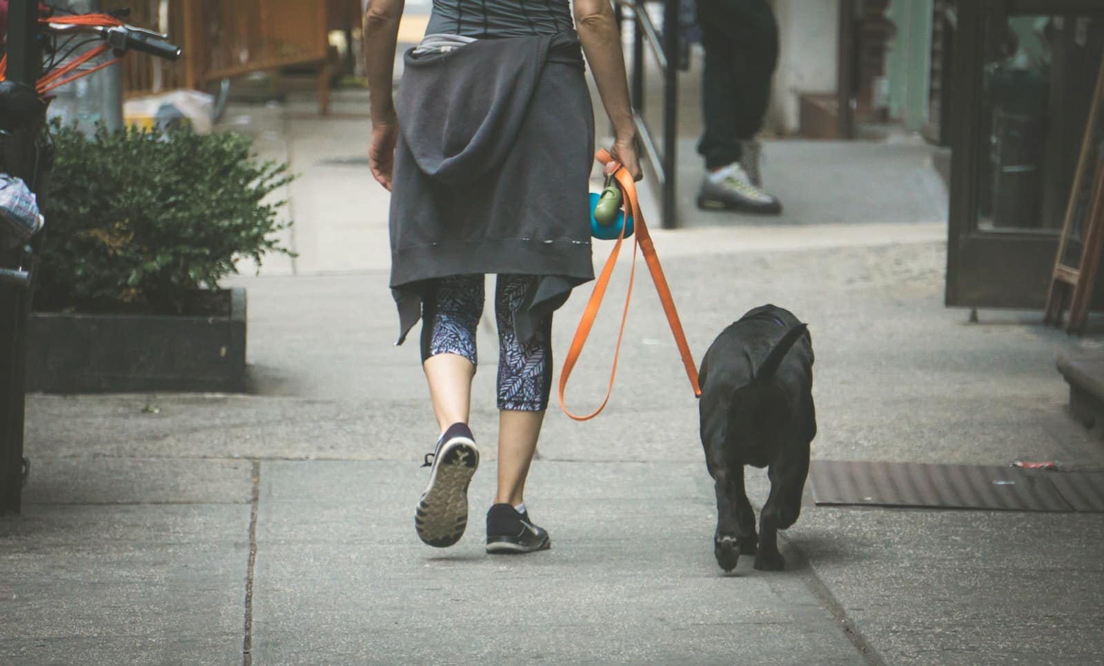A black dog on an orange leash walking along a city sidewalk beside its owner, seen from behind, past planters and shopfronts.