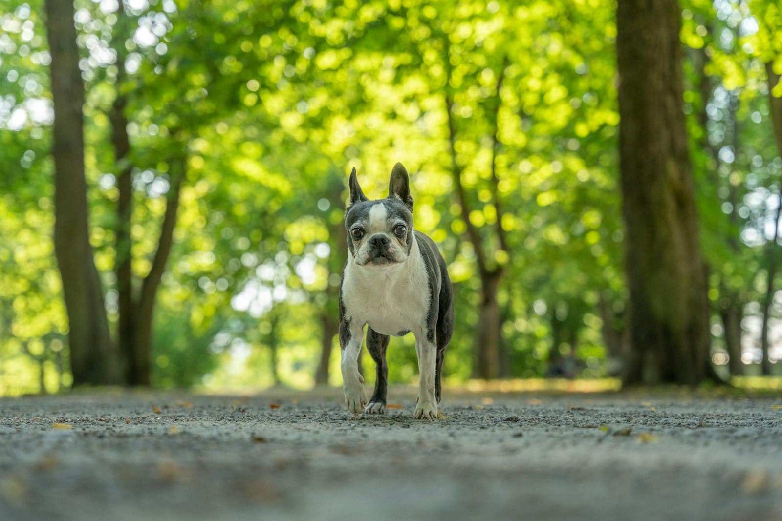 A Boston terrier walking toward the camera down a gravel path lined with tall leafy trees.