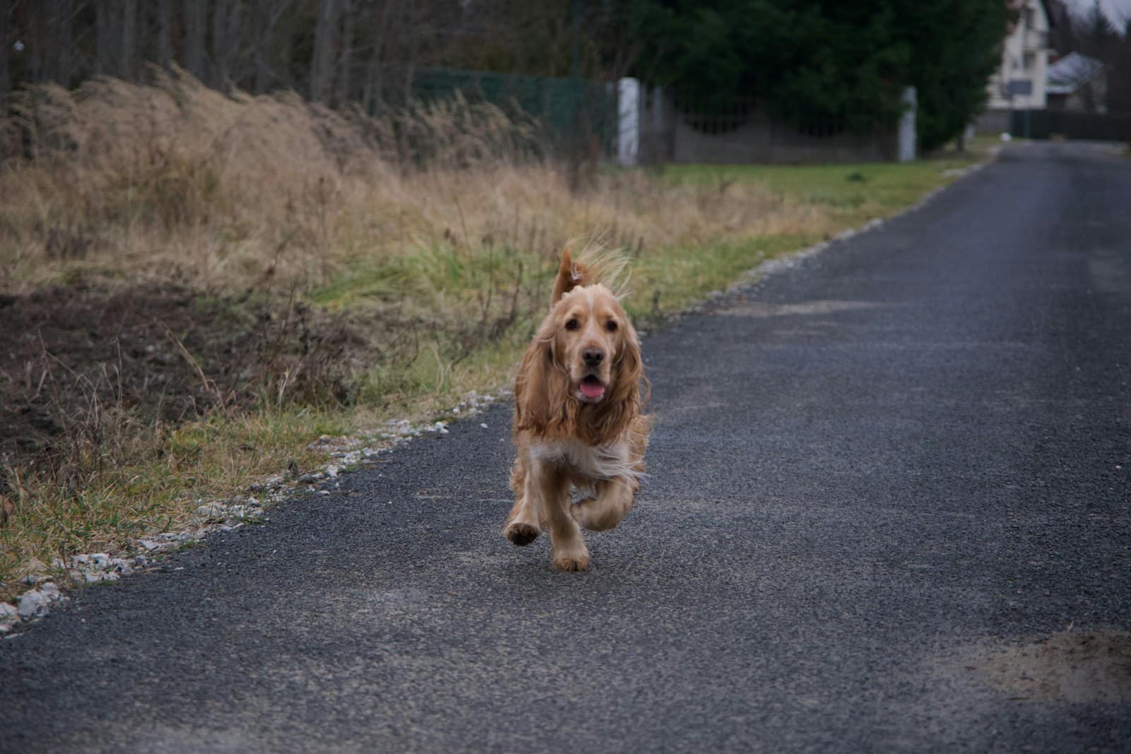 A golden cocker spaniel trotting toward the camera down a quiet paved road beside tall grass.