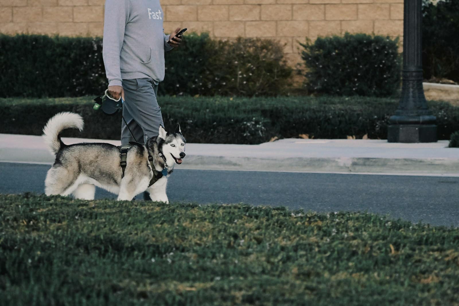 A husky on a leash walking along a grassy curb beside a street, with the owner's legs and phone visible above.