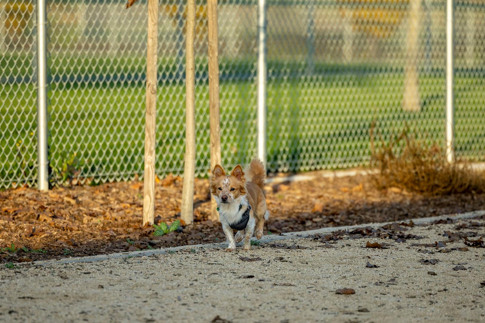 A small tan and white dog in a harness trotting with its tail up along a chain-link fence and mulch bed.
