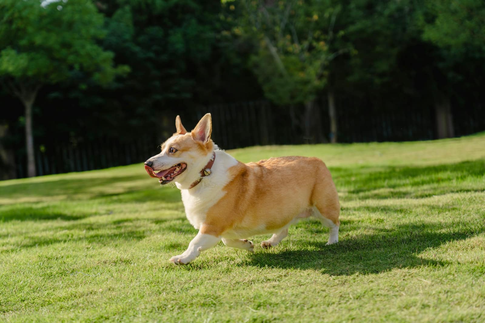 A corgi in a collar trotting across a sunlit green lawn in a park, trees and a dark fence behind.