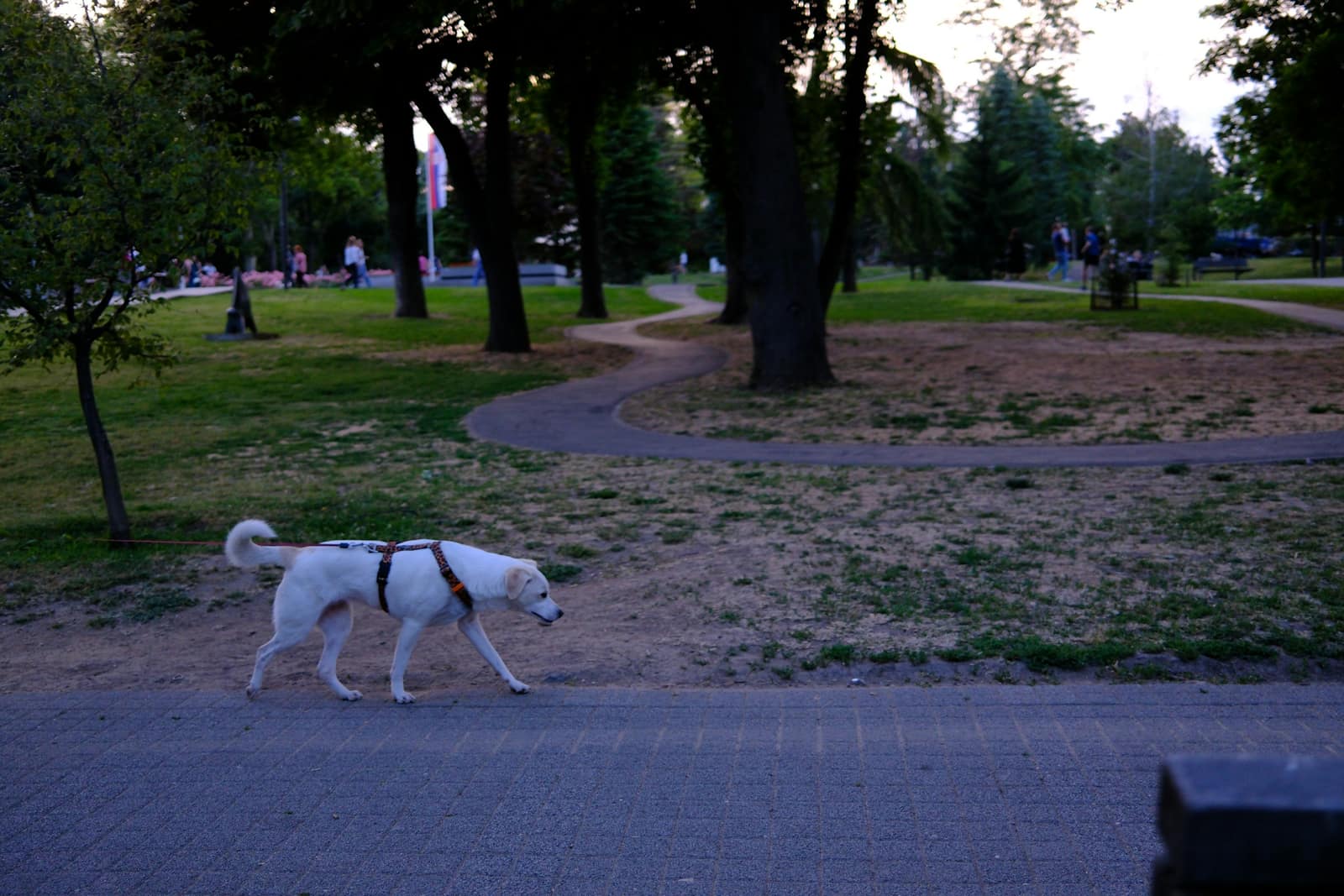 A white dog in a harness on a leash walking along a paved path beside winding walkways in a park at dusk.