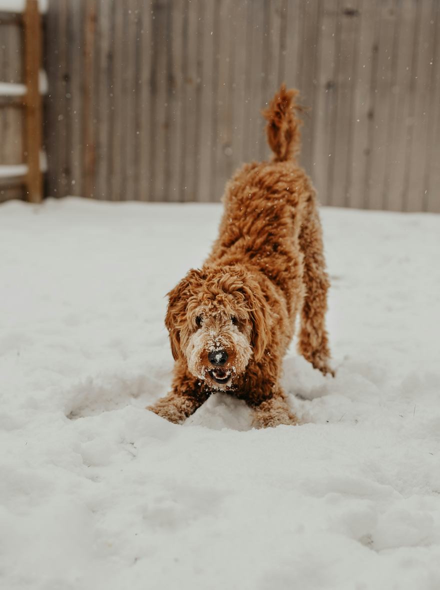 A goldendoodle play-bowing in a snowy fenced backyard, nose dusted with snow.