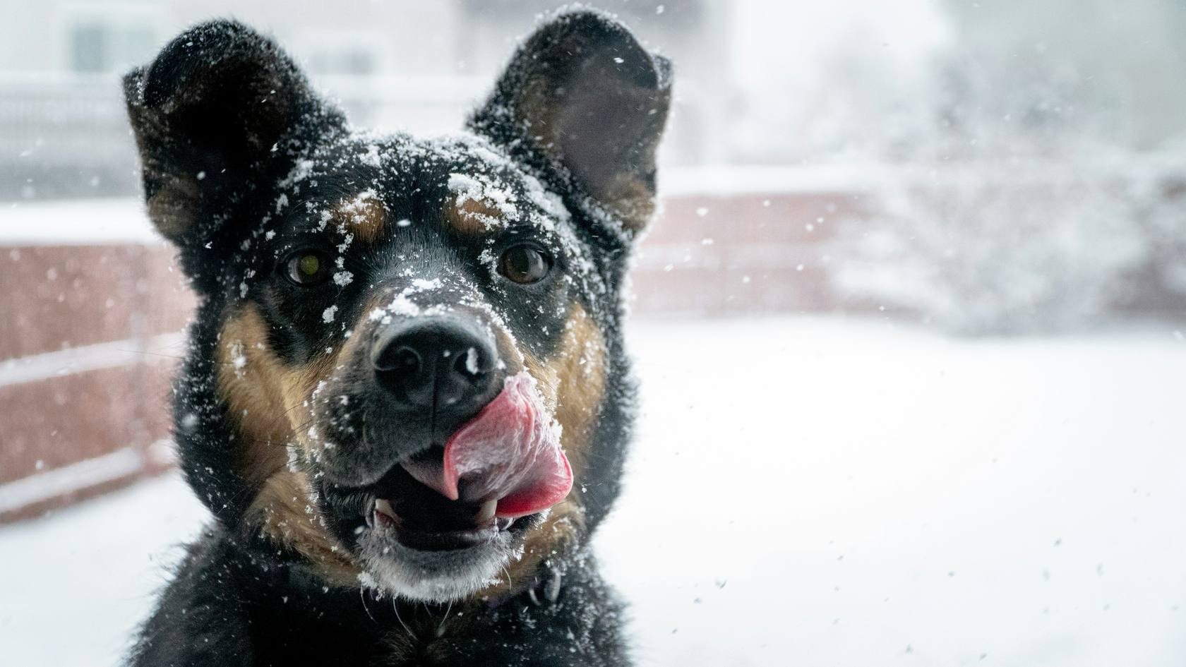 A dog covered in fresh snowflakes, catching one on its tongue mid-snowfall.